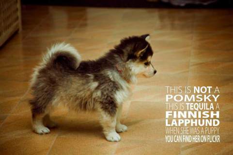 pomsky pictures